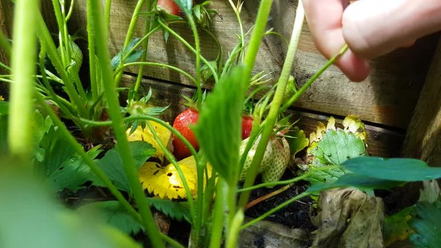 Man Picks Strawberries in his Garden Close Up - 4K Video
