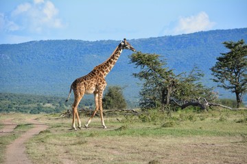 Kenia Safari