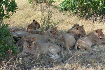 Kenia Safari