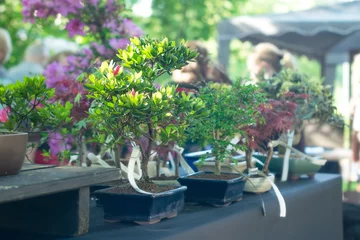 Photo sur Plexiglas Bonsaï Miniature Bonsai Trees  on the street