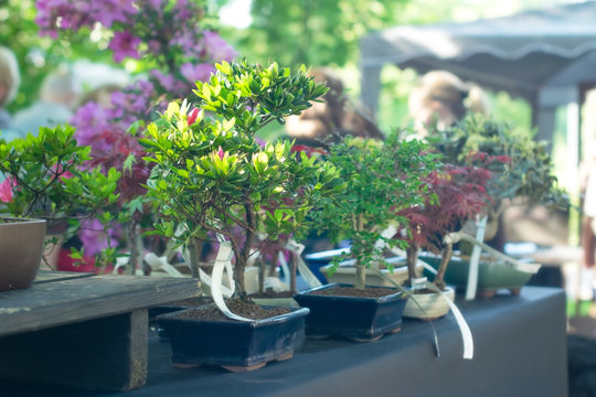 Miniature Bonsai Trees  on the street