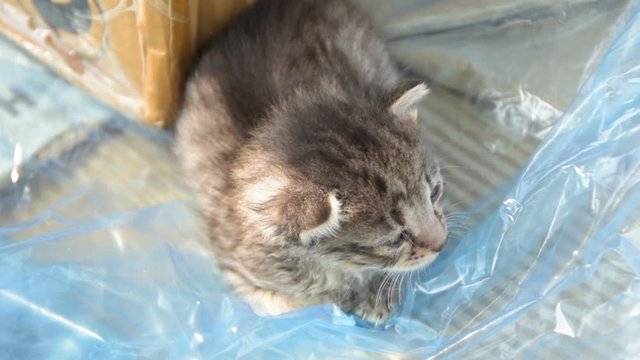 abandoned and dumped little kitten, a box, abandoned, accommodate, afraid, alone, bad, bag, breathing, brood, cast, castration, cubs, deserted, dismissed, dying, emasculation, exhausted, fearful, frig