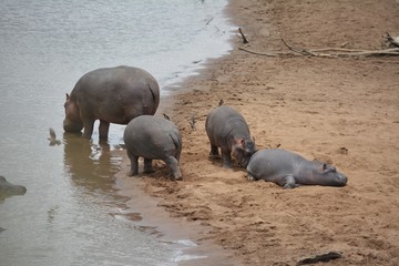 Kenia Safari