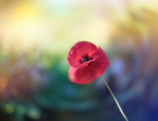Single red poppy with multicolored background