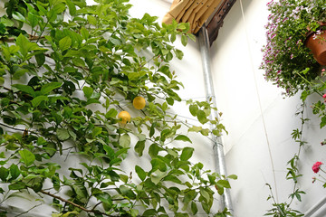 Orange tree on a house wall