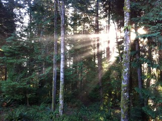 Forest Sun Ray