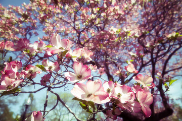 Background of a blooming pink dogwood.  many pink flowers in the spring. retro style.
 Copy space for your text