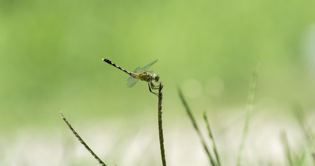 Dragonfly perched on grass