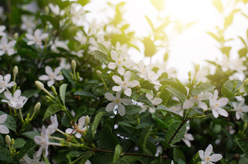 Wrightia antidysenterica or the coral swirl or tellicherry bark blooming on tree