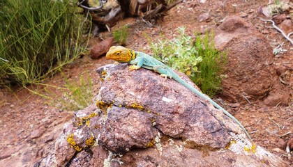 Eidechse in Blau und Gelb