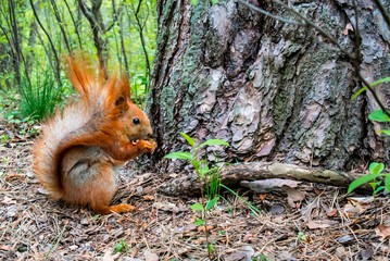 Red squirrel with nut in the forest
