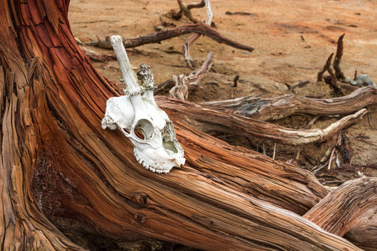 Skull of a horned animal against the background of a dead old tree. Worship, primitive ritual, cult of voodoo, magic, hunting, cave man extraction, isotherics, ethnography. Ecology, extinction.