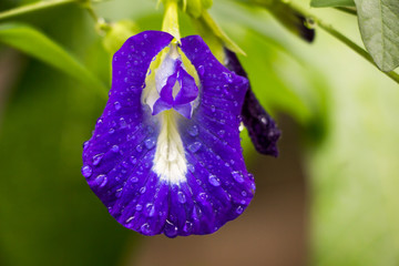 Rain on the Asian pigeonwings flowers