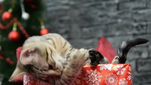 mix of six scenes, beautiful cat and white puppy in holiday spirit surrounded by New Year's decoration