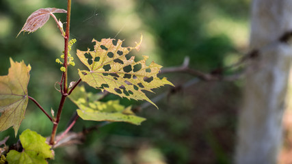 Hole Green Leaf