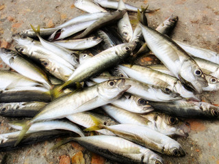 Obraz premium Fish
