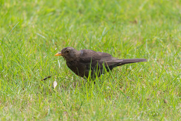 Common blackbird, Turdus merula, eating on the lawn