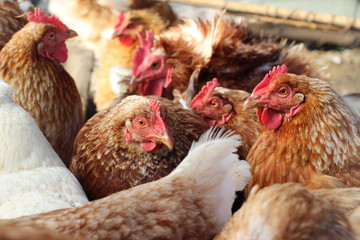 Hen House