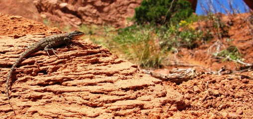Eidechse auf Fels vor Busch