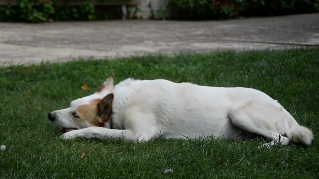 dog enjoys chewing bones on the grass