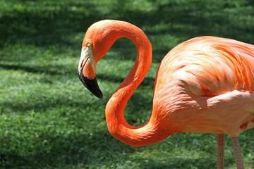 Red Flamingo.