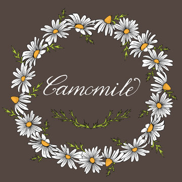 Vector vintage camomile wreath frame