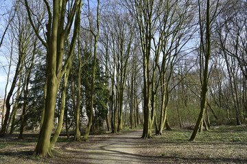 Le bois de Laeken le long du domaine royal au début du printemps