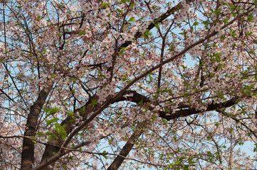 Fototapeta premium Cherry blossom blooming on a tree in spring season