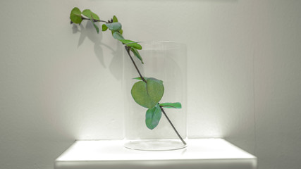 Green Leaves Plants In Water Glass Vase