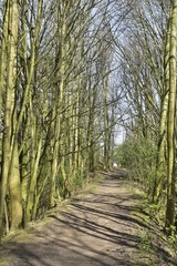 Chemin en terre entre deux rangées d'arbres sur une crête de colline à la réserve naturelle du Moeraske à Evere