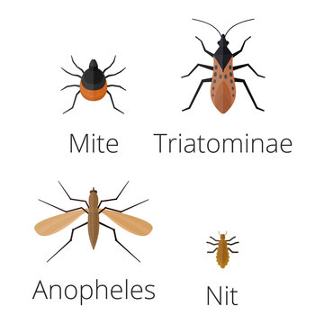Colorful insects icons isolated wildlife wing detail summer worm caterpillar bugs wild vector illustration.