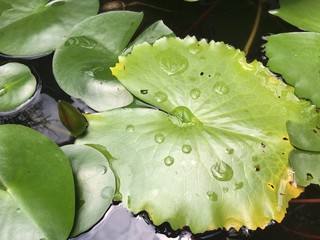 Water droplets on Lotus leaf in a pond, Water drop on green Lilly leaf in the morning , Green lotus leaves in Thailand river, Fresh and Nature symbol