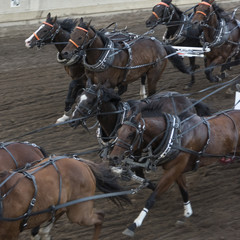 Horses chuckwagon racing at the annual Calgary Stampede, Calgary, Alberta, Canada