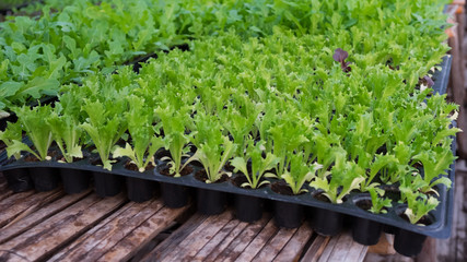 Seedling plants in the pot in the nursery, background of green plants for the garden