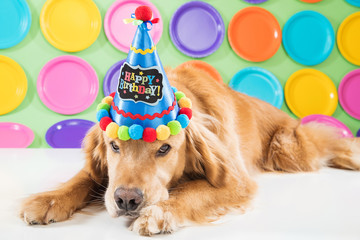 tired golden retriever dog on his birthday
