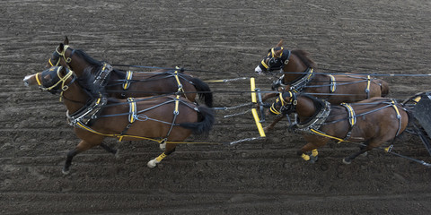 Naklejka premium Chuckwagon racing at the annual Calgary Stampede, Calgary, Alberta, Canada