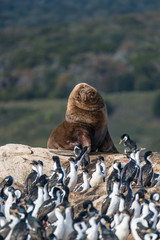 Colony of king cormorants and sea lion, Beagle Channel, Patagonia