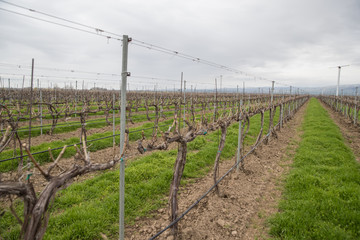 Fototapeta na wymiar Grape vines at a winery