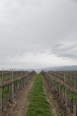 Fototapeta na wymiar Grape vines at a winery