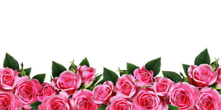 Pink rose flowers border isolated on white