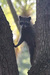 Racoon carnivore mammal in the wild Procyon lotor