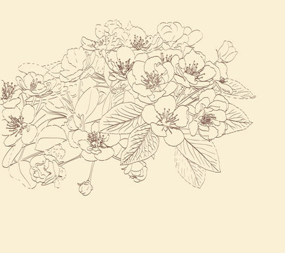 Blossoming Pear Tree Flowers Line Art Hand Drawing. Spring Stylish Background With Flower Outline. Vector