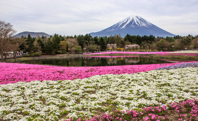 moss phlox (shiba-sakura) fields at the forefront of Mountain Fuji