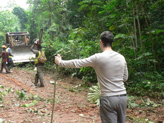 Im Urwald von Ghana / Baumfällung