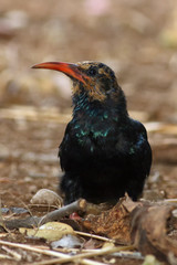 The green wood hoopoe (Phoeniculus purpureus) sitting on the ground, with a brown background