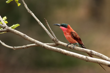 The southern carmine bee-eater (Merops nubicoides) on the branch