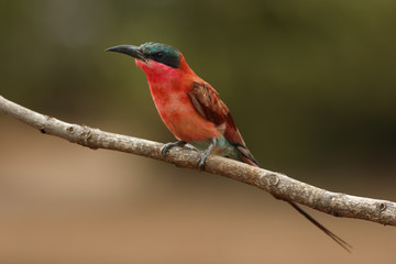 The southern carmine bee-eater (Merops nubicoides) on the branch