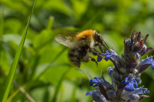 Bumble and lungwort