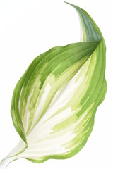 Hosta leaf isolated on white background