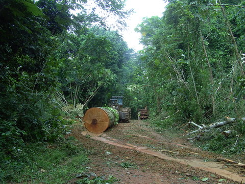 Im Urwald von Ghana / Afrika - Baumf&auml;llung